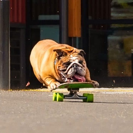 chowderthebulldog