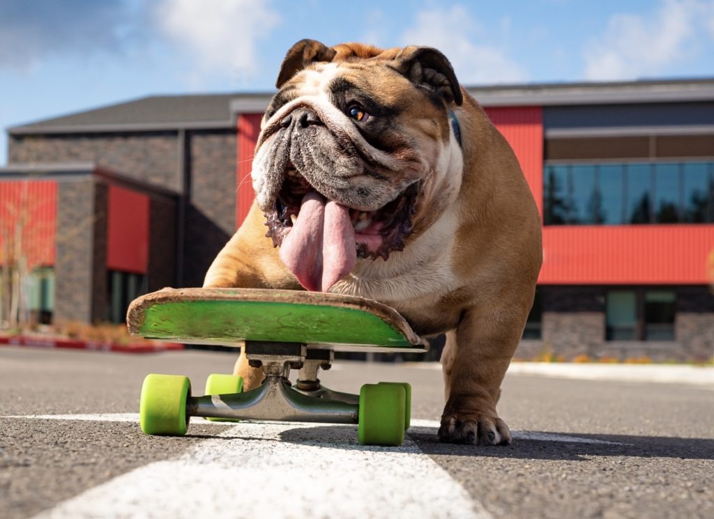 Chowder on a skateboard